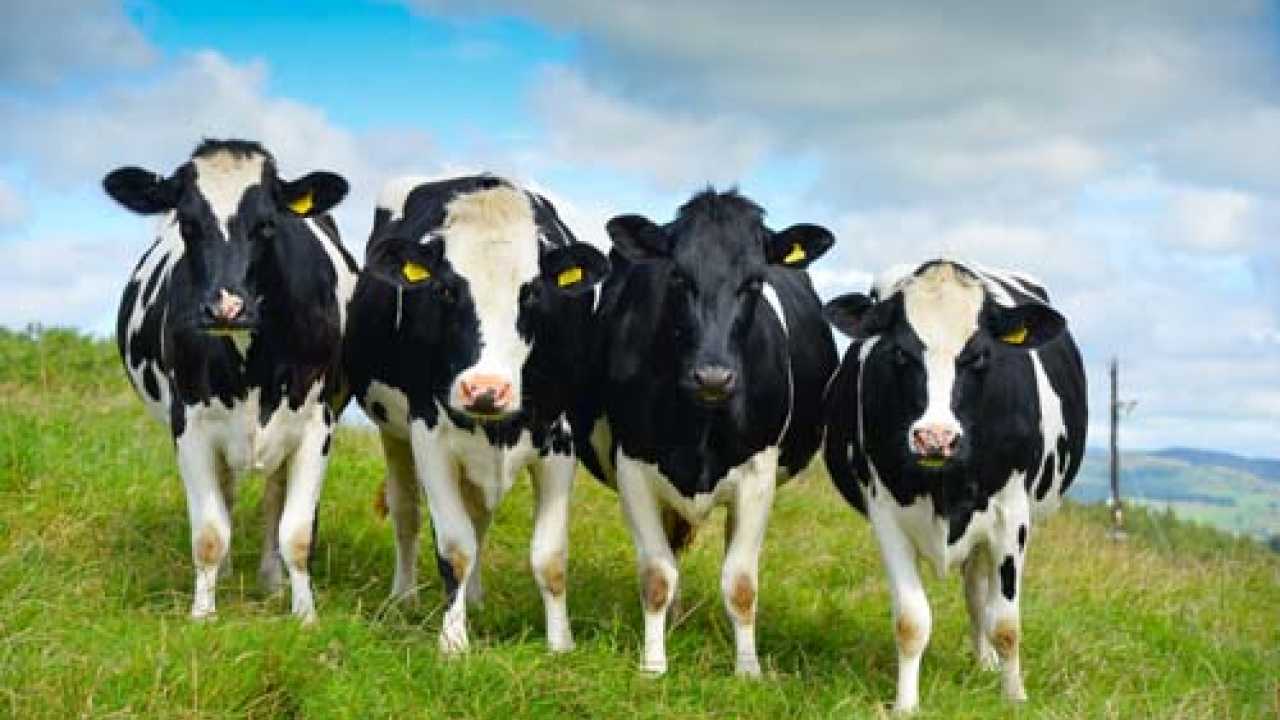 آیا گاوهای ژنومیک در صنعت گاو شیری قابل اعتماد هستند؟
