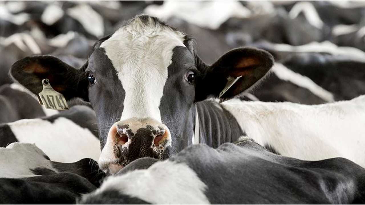 اهیمت در نظر گرفتن صفات سلامتی در انتخاب منابع ژنتیکی گله گاو شیری